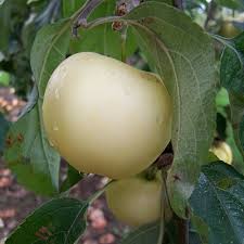 Apple White